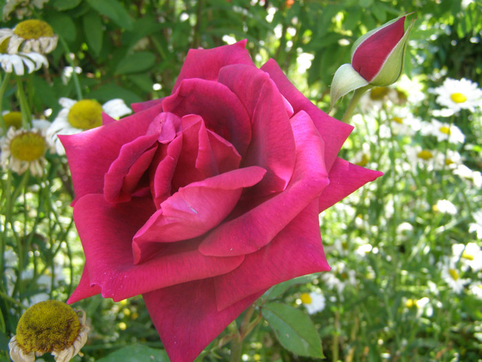 P4267282