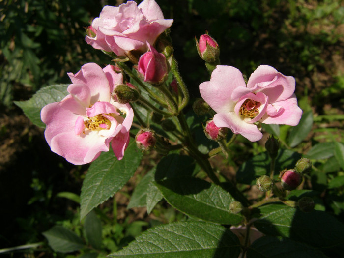 P4267286