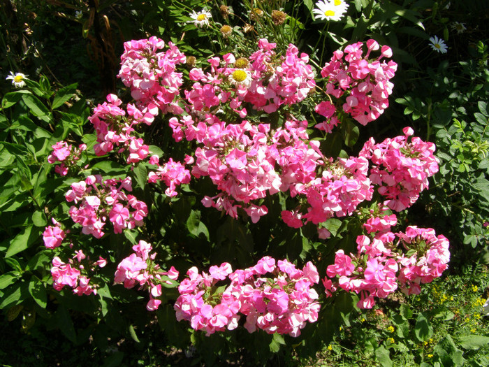 P5067362
