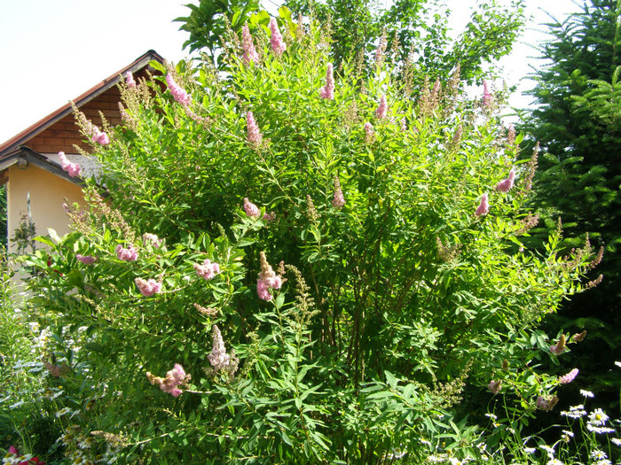 P4267284