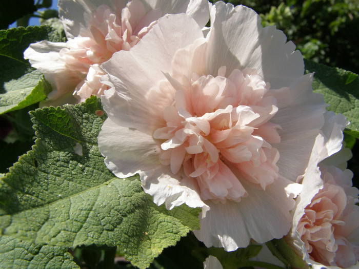 P5067356