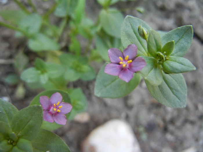 Anagallis arv. var. lilacina (2012, Jun.18)