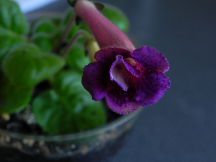 country grace - Sinningia