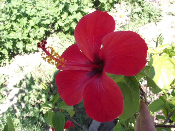 DSCF7611 - c-vara