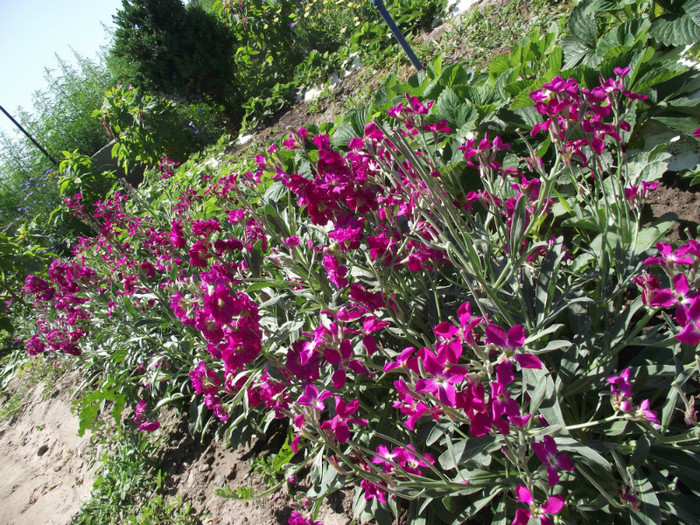 DSCF7616 - c-vara