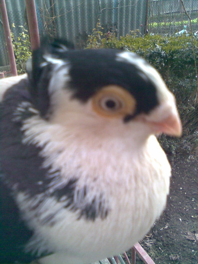 Imag003 - porumbei galateni