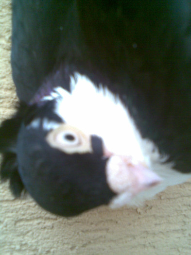 Imag008 - porumbei galateni