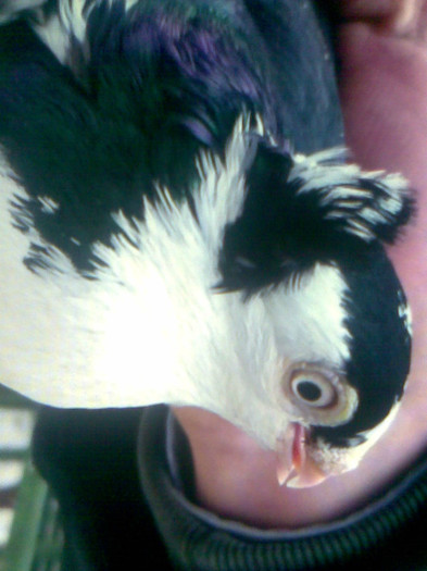 Imag013 - porumbei galateni