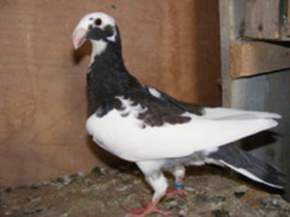 vindut iunie 2012 - PORUMBEI VINDUTI