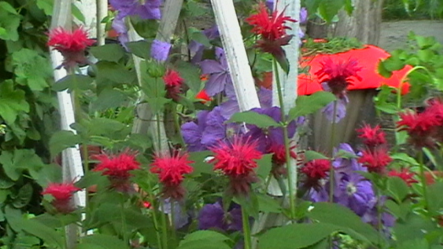 IMGA0042
