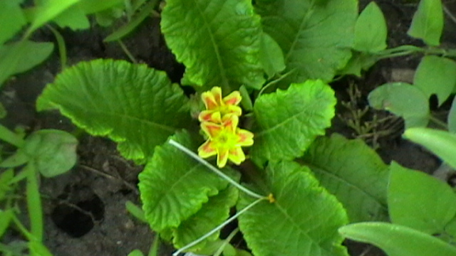 IMGA0055