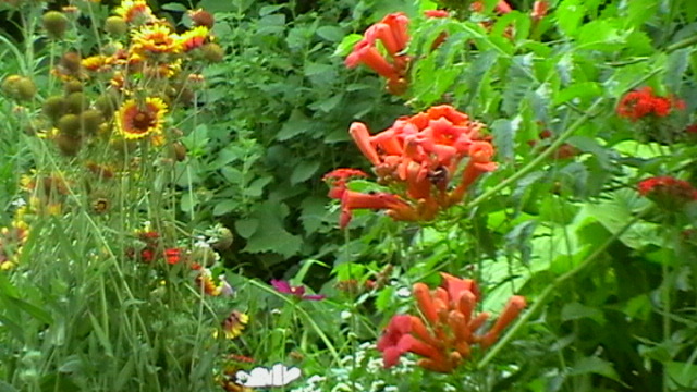 IMGA0065 - Vara 2012