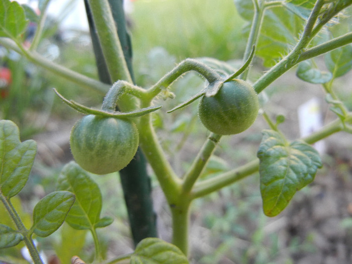 Tomato Sweet Baby (2012, June 16)