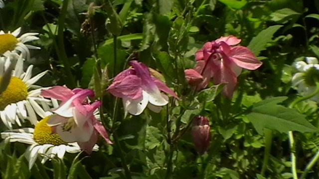IMGA0942