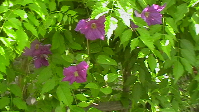IMGA0948