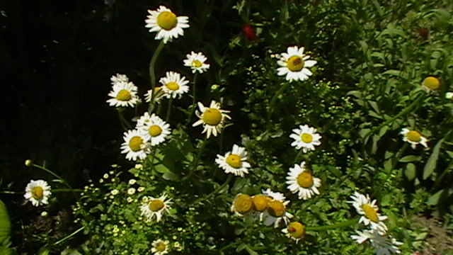 IMGA0949