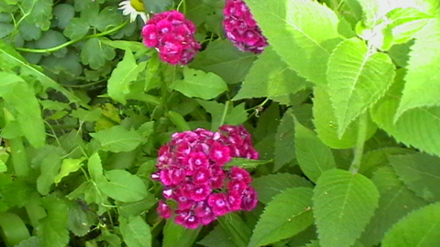 IMGA0950