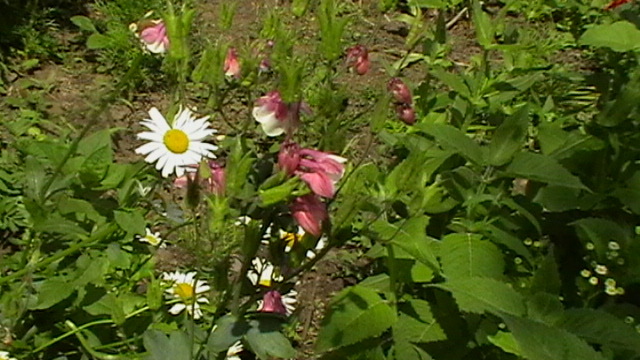 IMGA0951