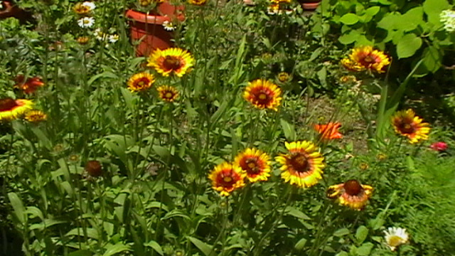 IMGA0952