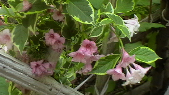 IMGA0954