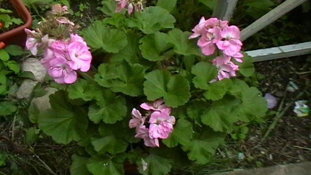 IMGA0955
