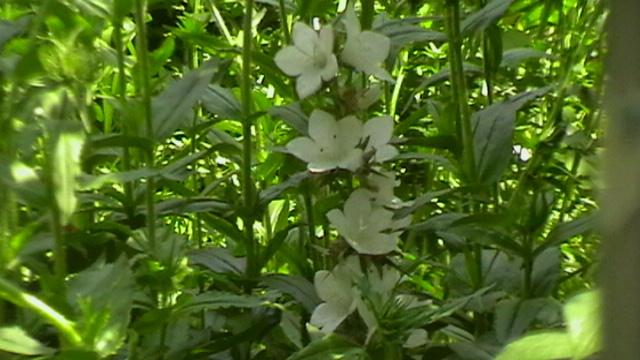 IMGA0957