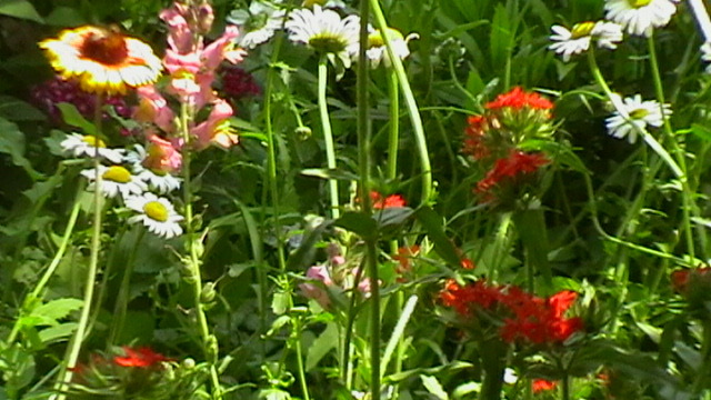 IMGA0958