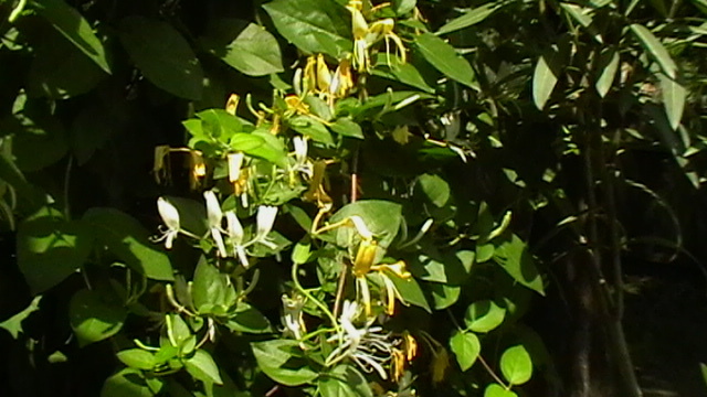 IMGA0960 - Vara 2012