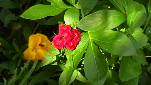 IMGA0966 - Vara 2012