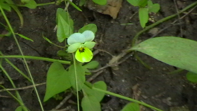 IMGA0971 - Vara 2012