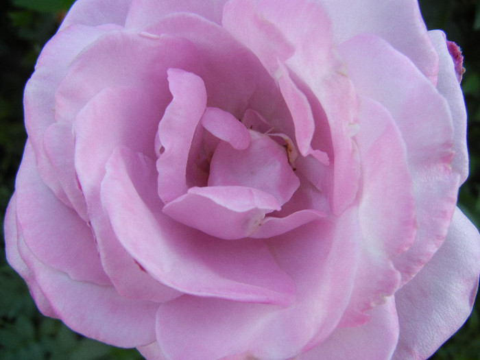 Rose Sissi (2012, June 17)
