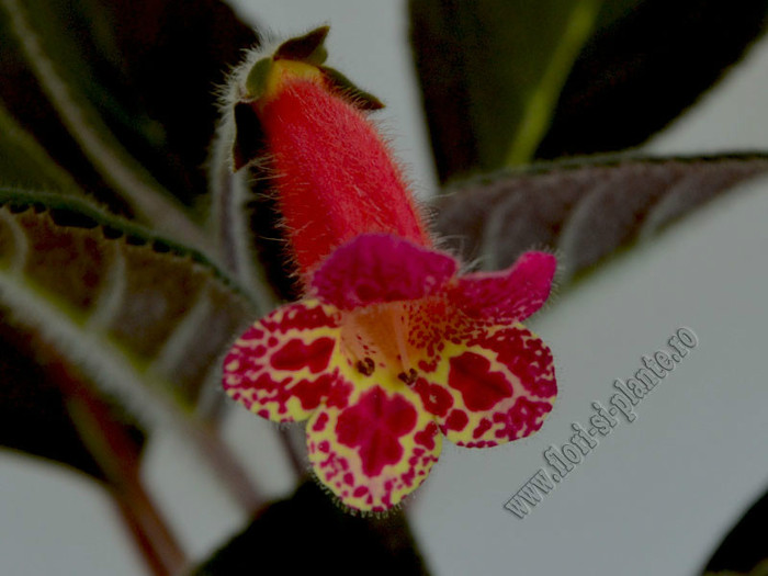 Kohleria Multifolia; 2012
