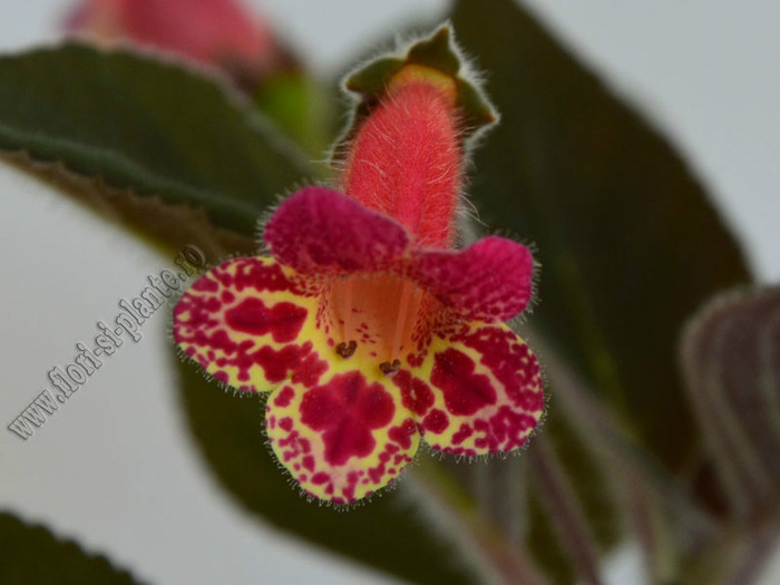 Kohleria Multifolia; 2012
