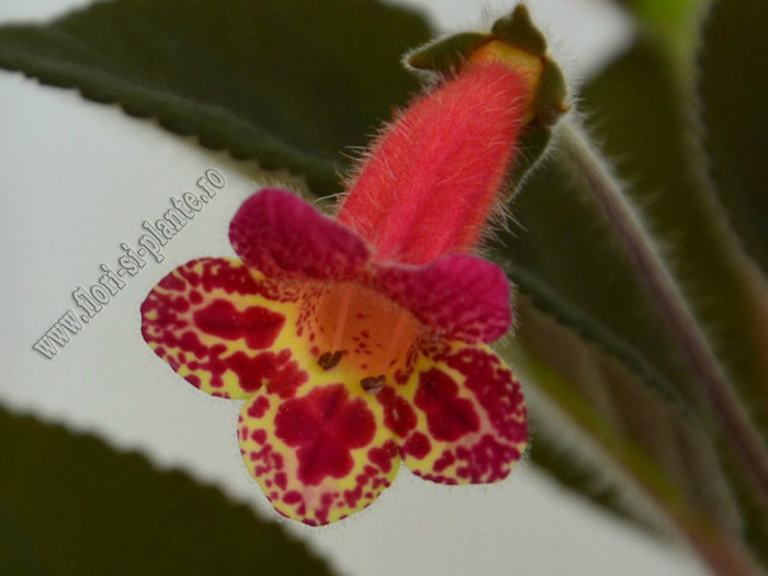 Kohleria Multifolia; 2012

