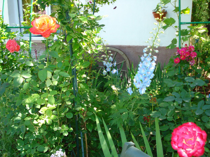 DSC04631 - Gradinuta mea 2012