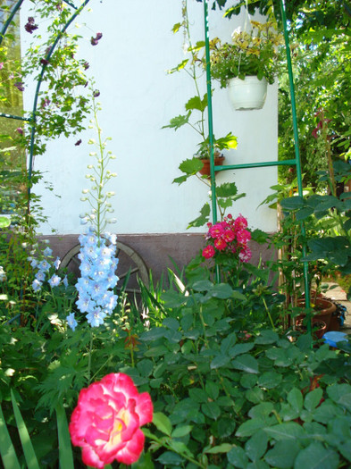 DSC04630 - Gradinuta mea 2012