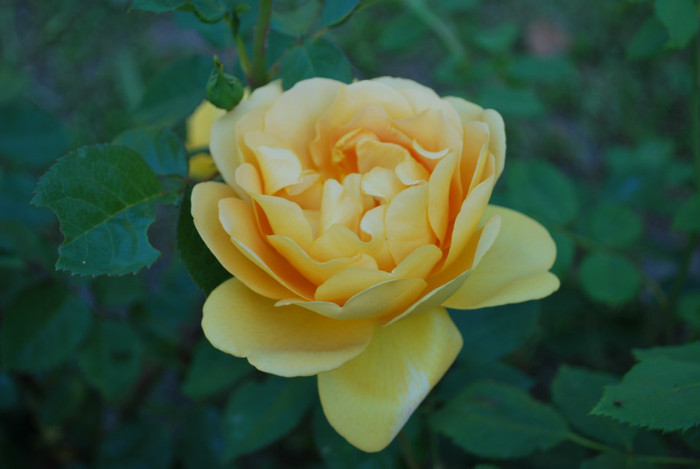 golden celebration-david austin - trandafiri