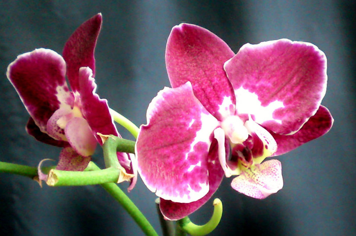Inca inflorita dupa trei luni - Orhidee iun