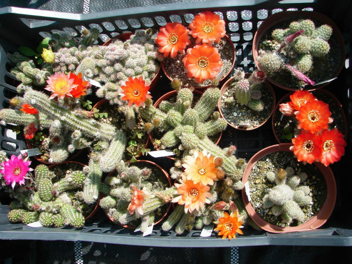 DSC07700