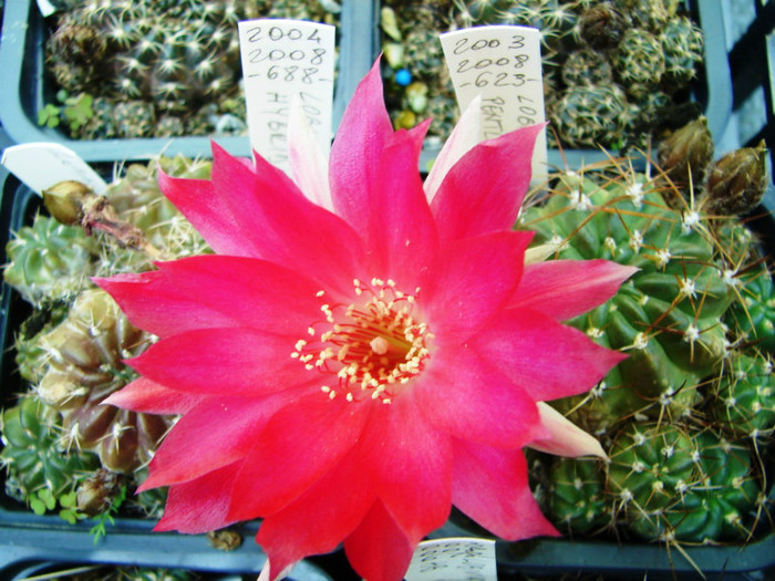 DSC07726 - 2012 Iunie