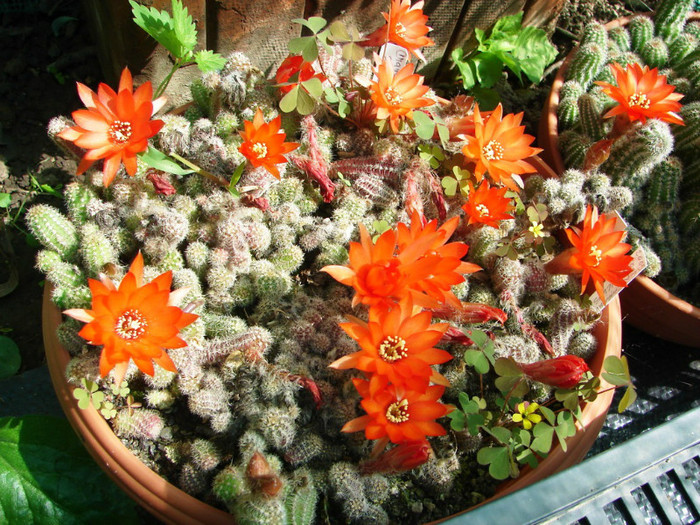 DSC07730