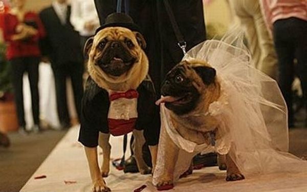 pet_weddings_03