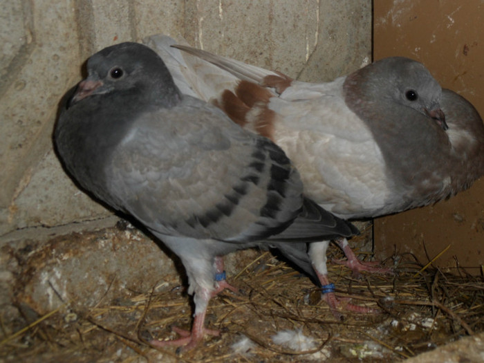 1_2 - 2012_1_Pui
