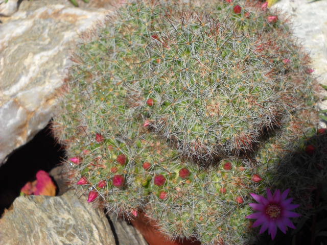 18.06.2012 cu o floare si multe boboci - Cactus  2012