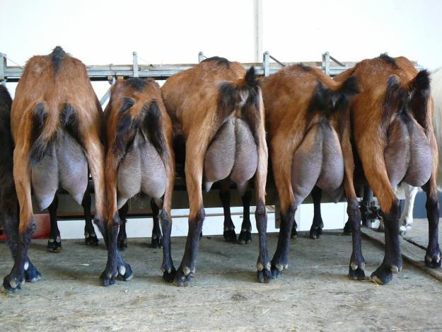 iedutele vandute - Gemsfarbige ziege -Mittmansgruber alpina franceza