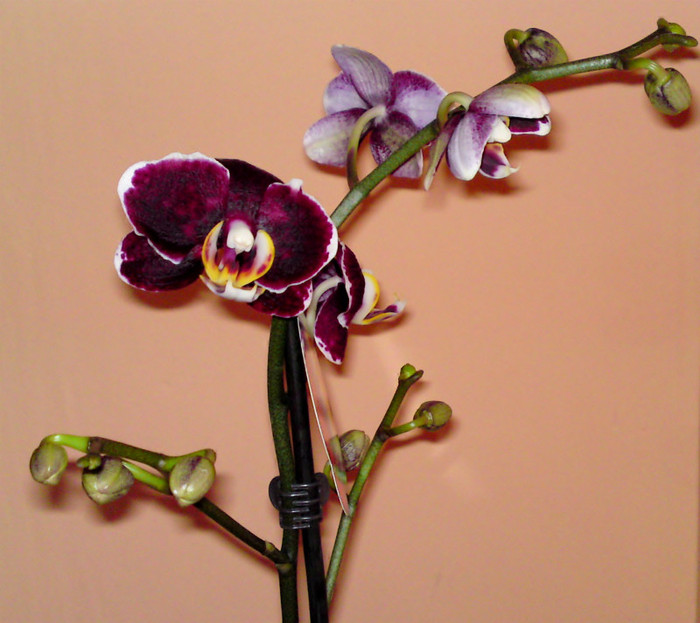  - Orhidee iun