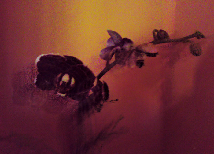 O greseala de efect - Orhidee iun