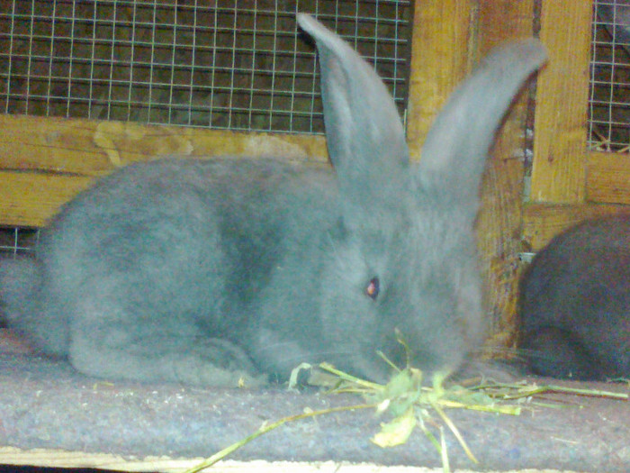 Mascul UGAlbastru - Pui 2012