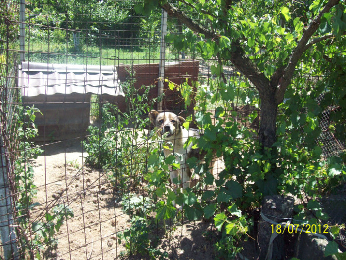 Cainele dingo
