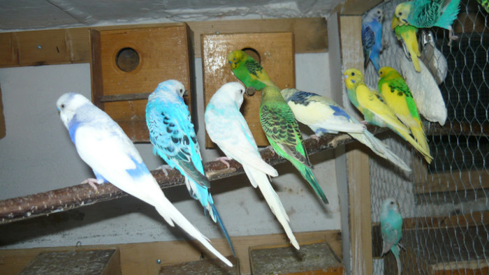 P1090811 - papagali 2012